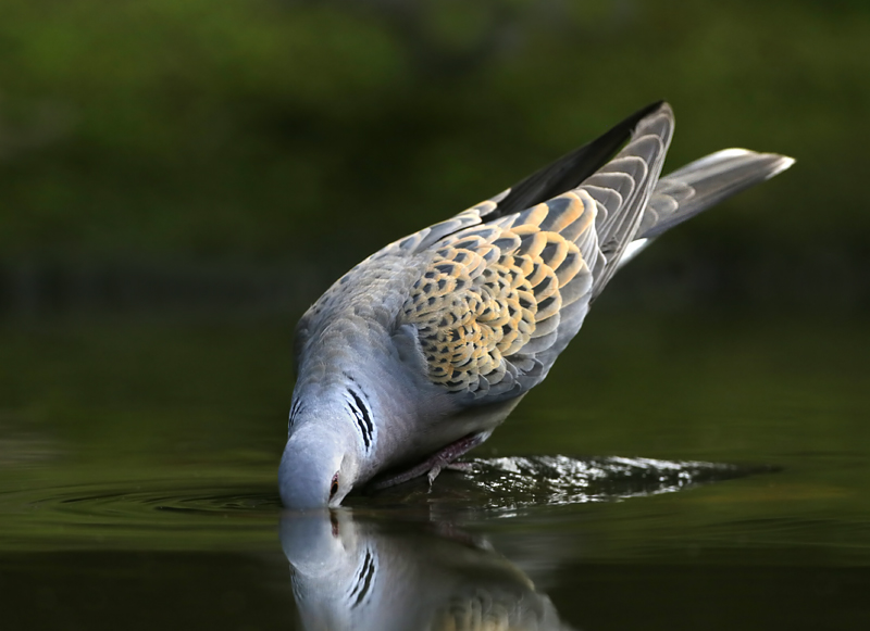 134-  de zomer tortel.jpg